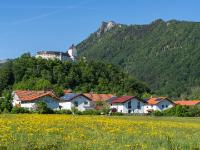 Herrliche Wiesen-Pippau Wiese bei Hohenaschau mit Schloß und Zellerhorn